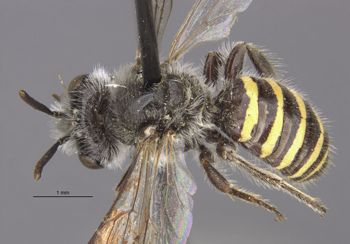 Media type: image;   Entomology 17219 Aspect: habitus dorsal view